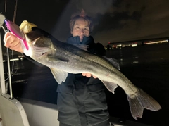 シーバスの釣果