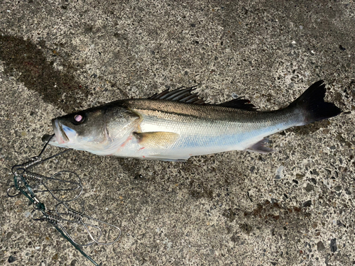 スズキの釣果