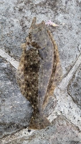 ヒラメの釣果