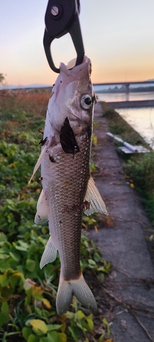 ニゴイの釣果