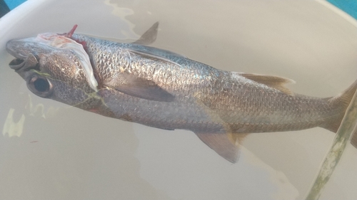 クロムツの釣果