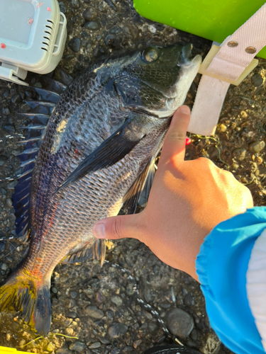 クロダイの釣果