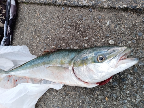 メジロの釣果