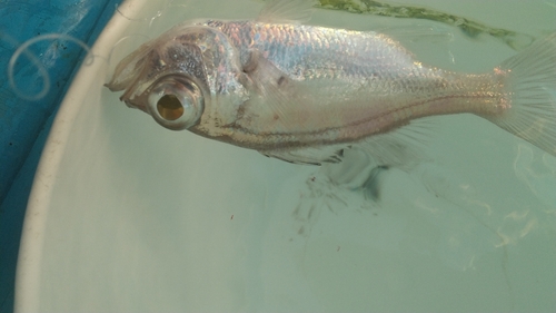 シロムツの釣果