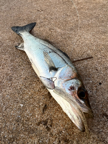 スズキの釣果