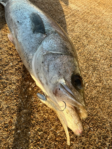 スズキの釣果