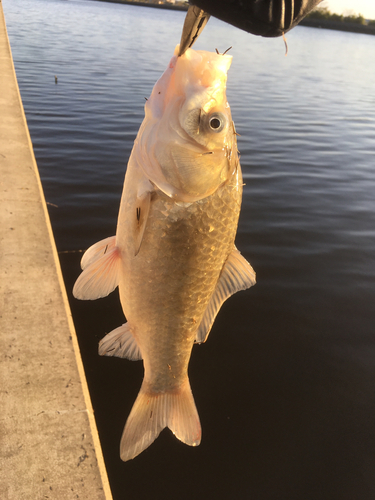 マブナの釣果