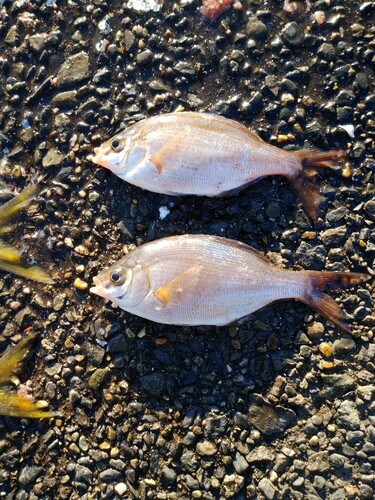 ウミタナゴの釣果