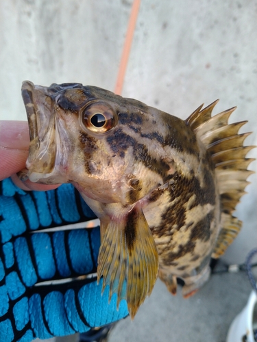 タケノコメバルの釣果