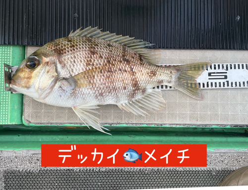 メイチダイの釣果