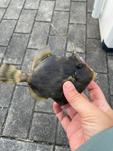 カワハギの釣果