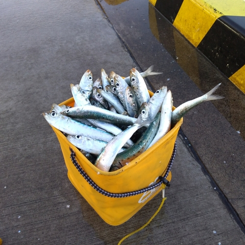 マイワシの釣果