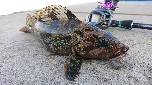 アイナメの釣果