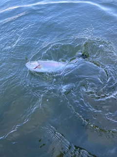 ニジマスの釣果