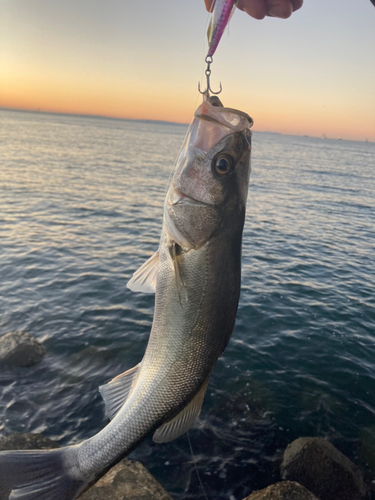 シーバスの釣果