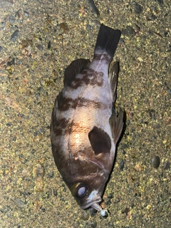 シロメバルの釣果