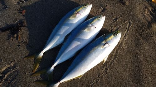 イナダの釣果