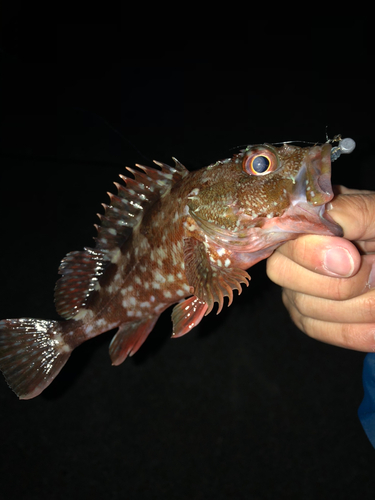 カサゴの釣果