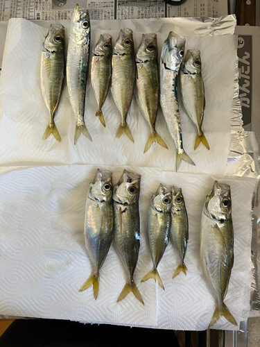 アジの釣果