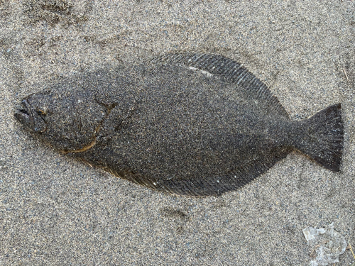 ヒラメの釣果