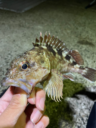 カサゴの釣果