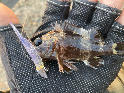 ムラソイの釣果