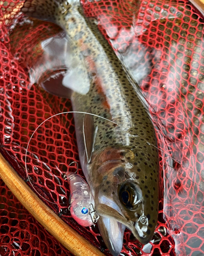 ニジマスの釣果