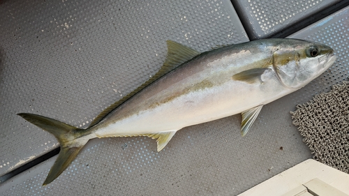 ヒラマサの釣果