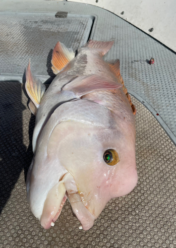 カンダイの釣果