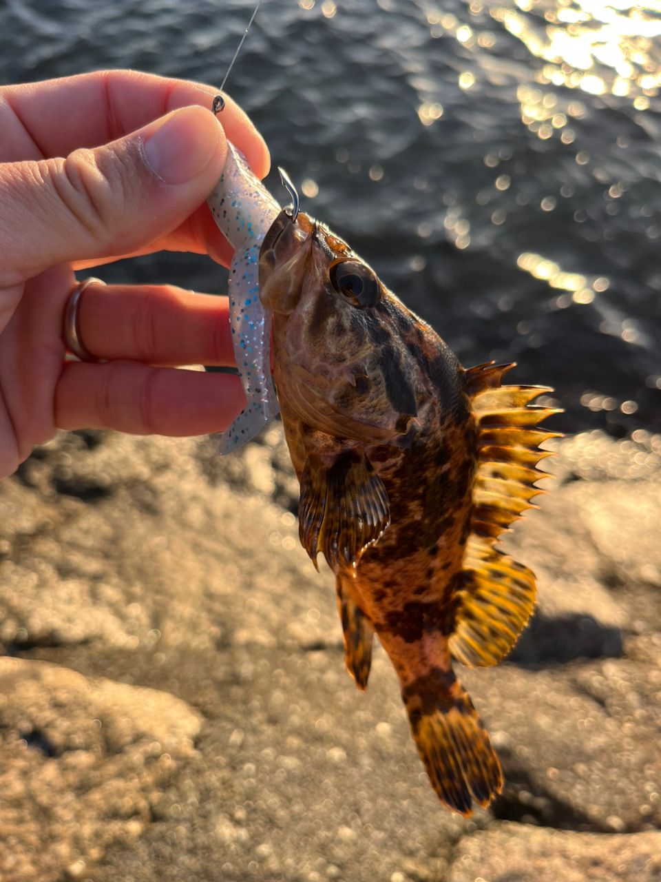 タケノコメバル