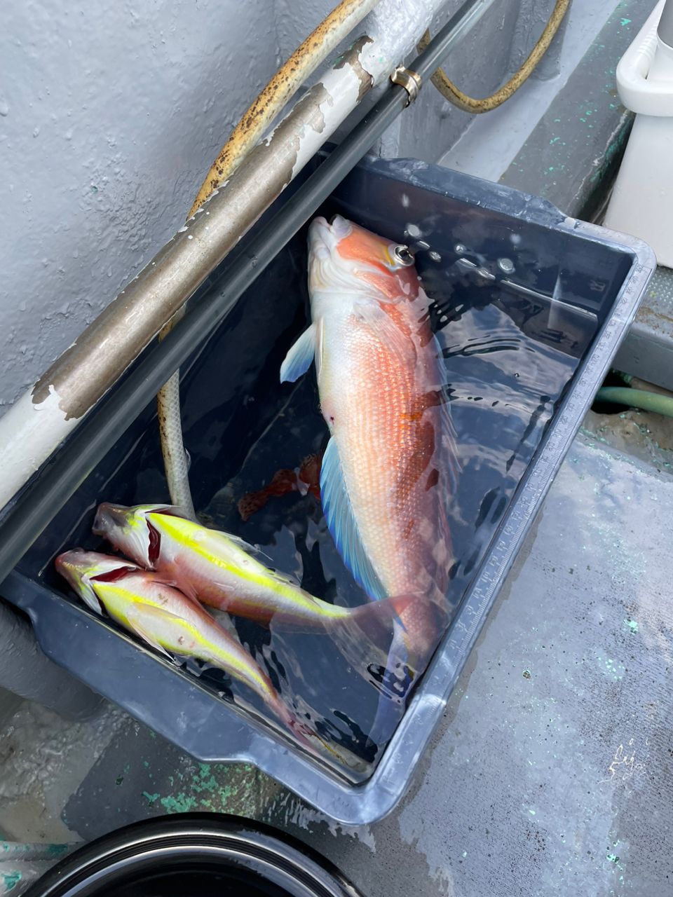 ゴリラゴリラさんの釣果 2枚目の画像