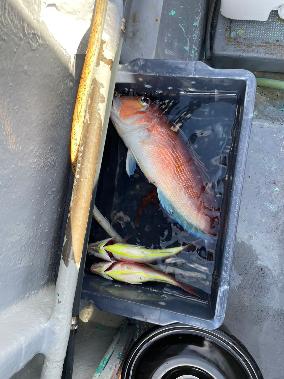 ゴリラゴリラさんの釣果 3枚目の画像