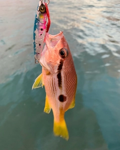 ヨコスジフエダイの釣果