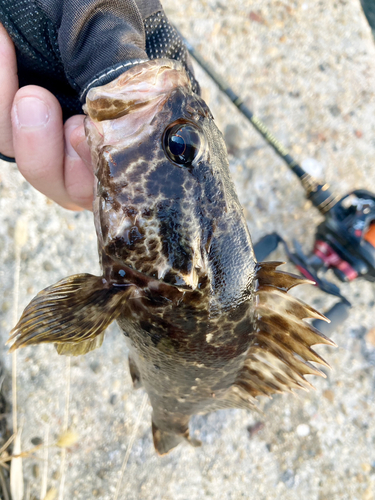 タケノコメバルの釣果