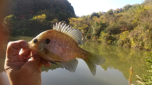 ブルーギルの釣果