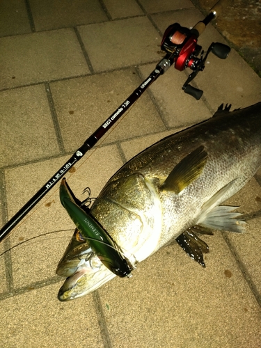 シーバスの釣果