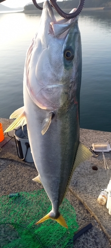 ハマチの釣果