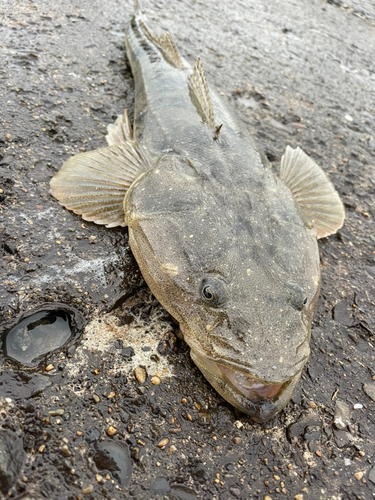 マゴチの釣果