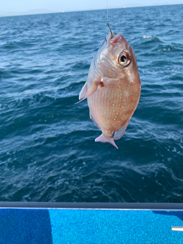 マダイの釣果