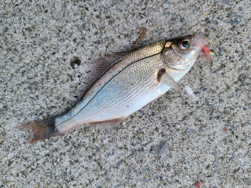 ウミタナゴの釣果