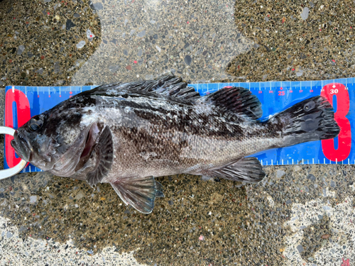 クロソイの釣果