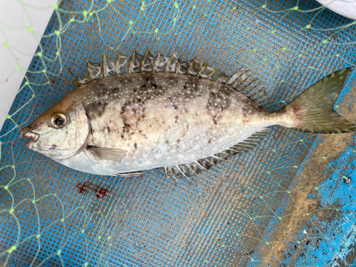 アイゴの釣果