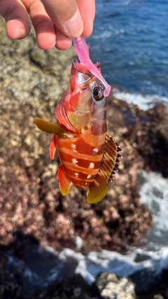 アカハタの釣果