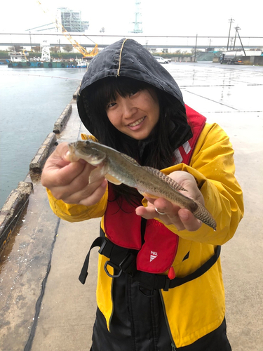 マハゼの釣果