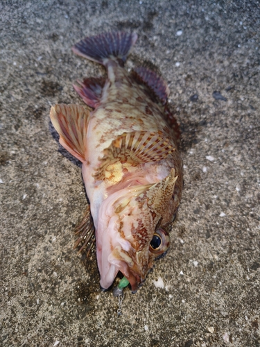 カサゴの釣果