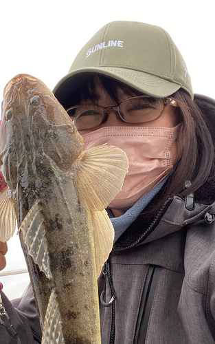 マゴチの釣果