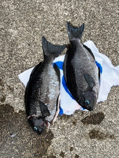 オナガグレの釣果
