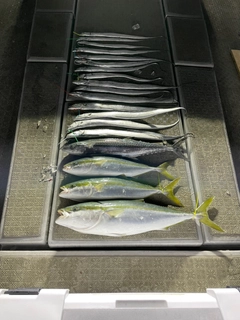 ブリの釣果