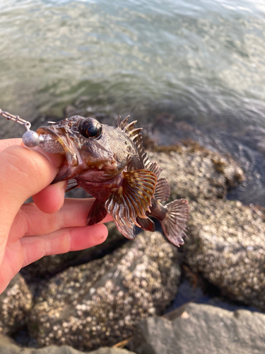 カサゴの釣果