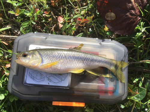 カワムツの釣果